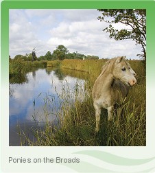 Norfolk Broads Wildlife on a boating holiday
