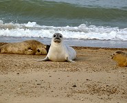 Seals at Horsey Mere