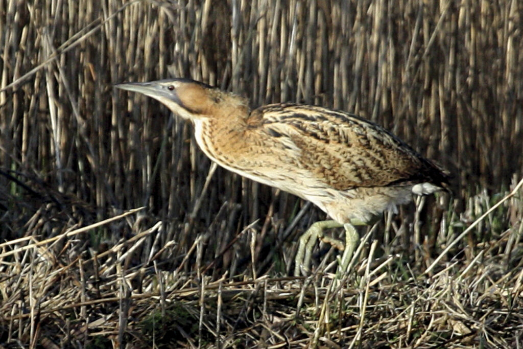 Bittern on the Norfolk Broads