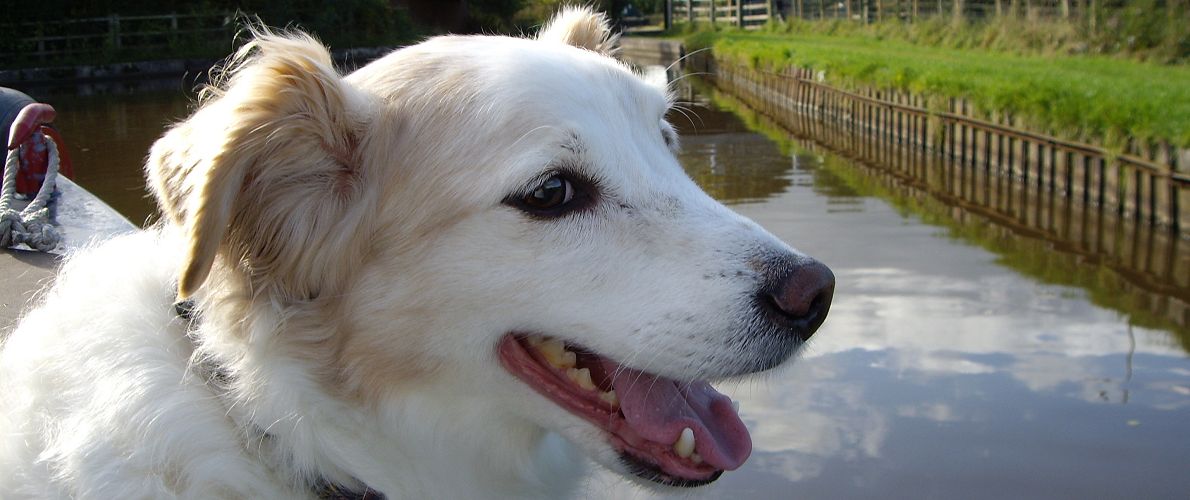 Dogs on the Norfolk Broads