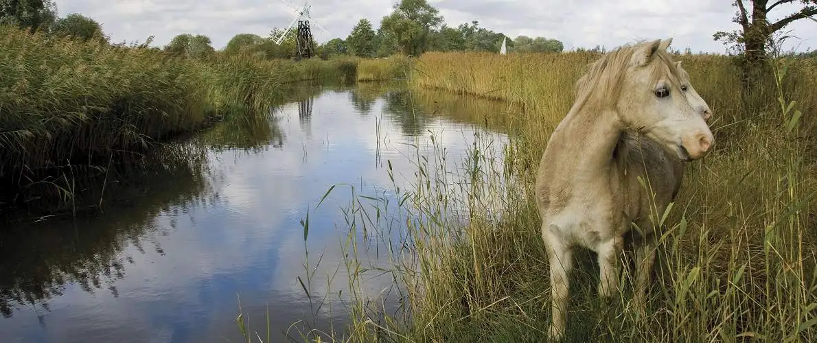 Norfolk Broads Wildlife - Ponies on a Boating Holiday