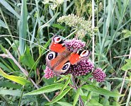 Wildlife on the Broads