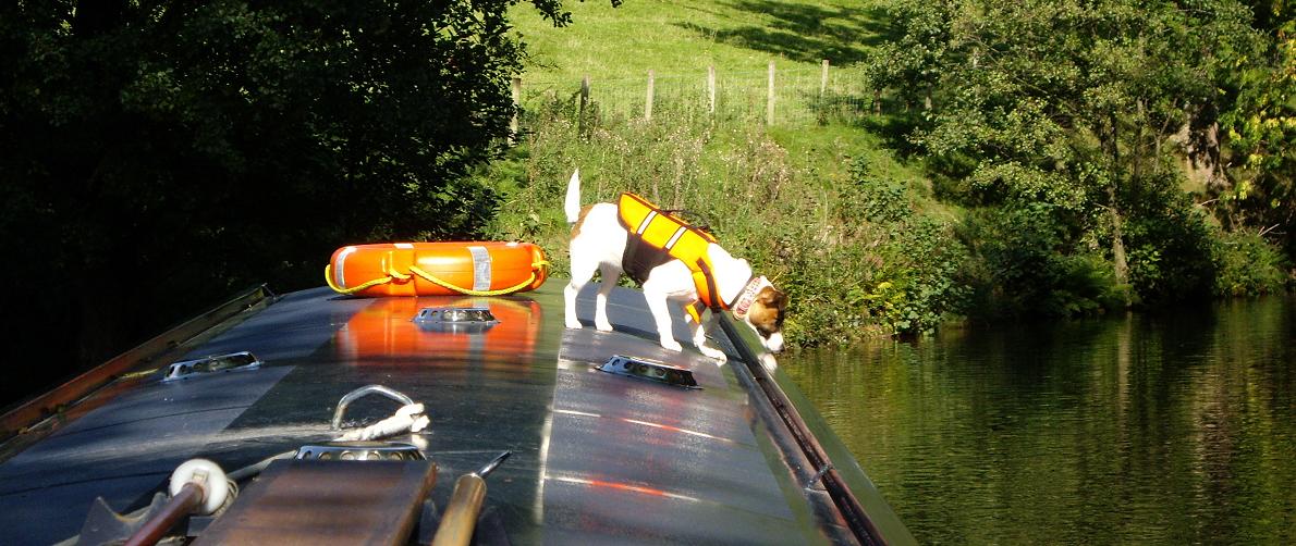 Pet dog on a canal boat holiday