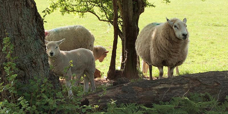 Sheep by the Canal
